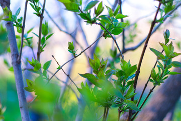 Green young leafs on tree branches.