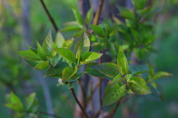Fototapeta premium Green young leafs on tree branches.