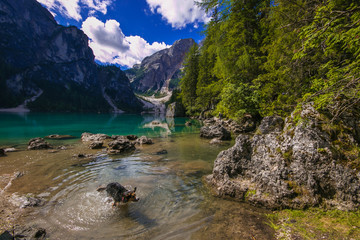 RItratto di un cane che si fa il bagno nello splendido lago di Braies © Buffy1982