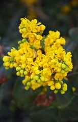 Bouquet of yellow flowers in bloom