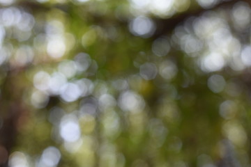 Obraz premium Blurred green tree background