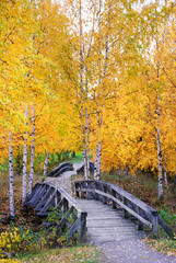 Panele Szklane  Drewniane mosty w krajobrazie. Brzozy w jesiennych kolorach.