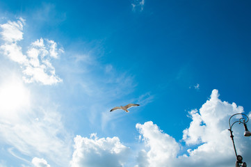 flying seagull with blue sky