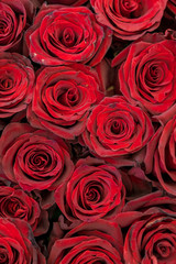 Red roses background. Fresh red and burgundy roses. Red rose buds. vertical photo