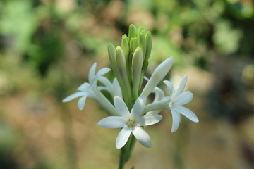 close up of tuberose rajnigandha flower