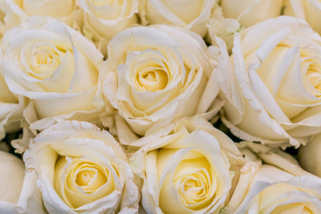 Fresh white roses background. A huge bouquet of flowers. The best gift for women