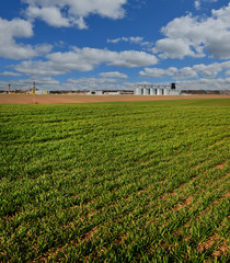 Fototapeta na wymiar wheat crops field, agricultural hills landscape with storage of a grain on horizon
