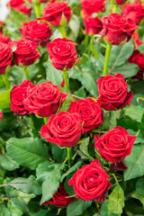 Obraz premium Fresh, natural red roses with green leaves. background. vertical photo