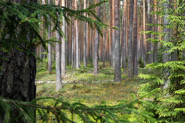 Pine forest in spring.