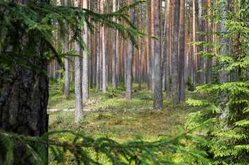 Fototapeta premium Pine forest in spring.