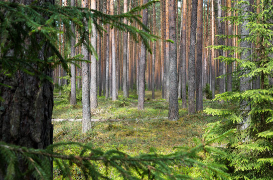 Pine forest in spring. © Федор Бычков