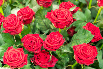 Fresh, natural red roses with green leaves. background