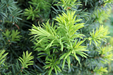 Yew tree. Growing branches with young green needles.