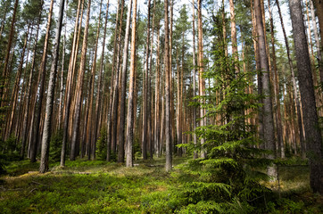 Pine forest in spring.