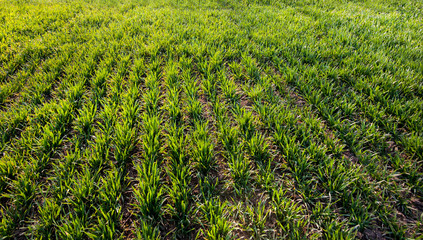 lines of young winter wheat shoots on big field weaves