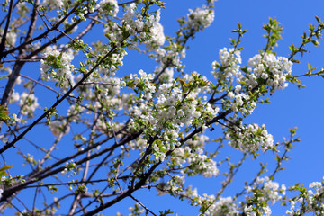 Spring time background. Cherry tree in white flowers.  Blossoming cherry tree branch.