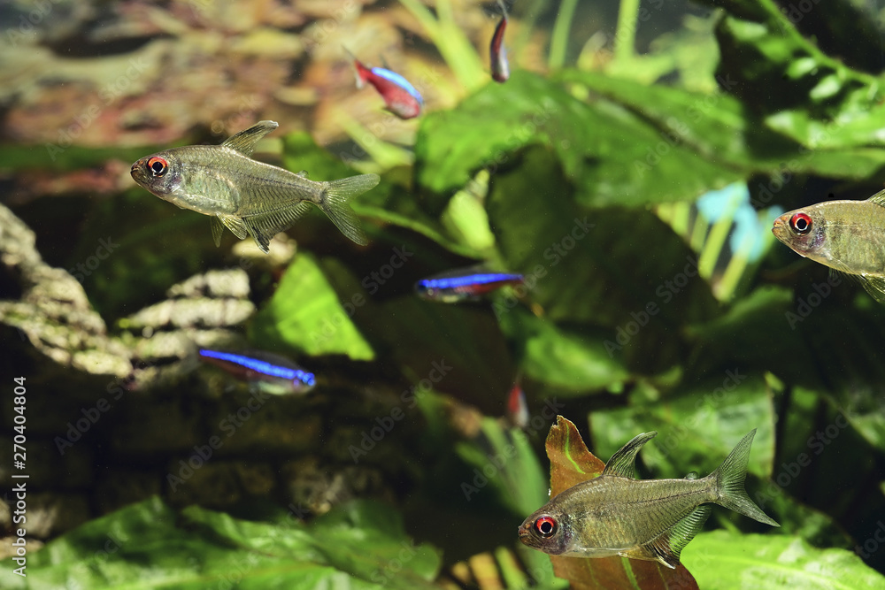 Wall mural hyphessobrycon pulchripinnis - aquarium fish lemon lemon and green leaves.