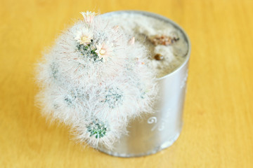 Obraz premium Flower on gray cactus with hook spines.