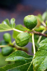 Figs growing on fig, Ficus carica "Black Genoa"  tree branch, close up view