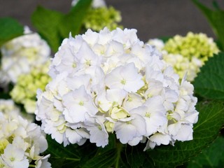 アジサイの花（白色）