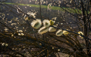 Willow branches with buds blossoming in early spring