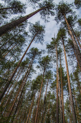Fototapeta premium Pine forest in spring.
