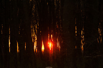 Sunset hide on forest trees