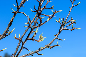 Green buds on tree branches in spring. Blooming in spring time. 