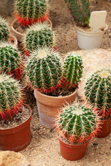 Cactus plants in flowerpots on the sand close up