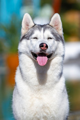 A mature Siberian husky female dog is sitting near a big pool. The background is blue. A bitch has grey and white fur and blue eyes. She looks forward.