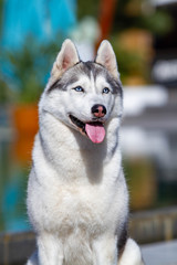 A mature Siberian husky female dog is sitting near a big pool. The background is blue. A bitch has grey and white fur and blue eyes. She looks forward.