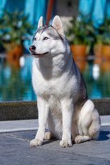A mature Siberian husky female dog is sitting near a big pool. The background is blue. A bitch has grey and white fur and blue eyes. She looks forward.