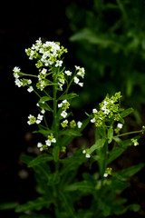 White flowers of horseradish and green leaves.