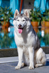 A mature Siberian husky female dog is sitting near a big pool. The background is blue. A bitch has grey and white fur and blue eyes. She looks forward.