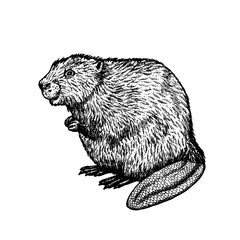 Hand drawn beaver. Vector sketch.