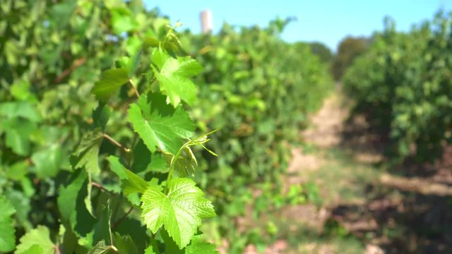 Vineyard rows in South Africa new world agriculture video