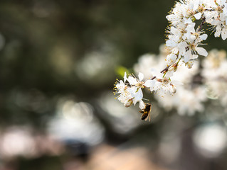 Bee Feeding on blossoms