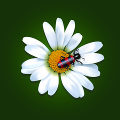 Beetle on a daisy flower