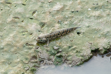Mudskipper in mangrove forest .
