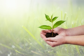 Green Growing Plant in Human Hands on beautiful natural background