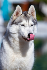 A mature Siberian husky female dog is sitting near a big pool. The background is blue. A bitch has grey and white fur and blue eyes. She looks forward.