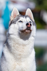 A mature Siberian husky female dog is sitting near a big pool. The background is blue. A bitch has grey and white fur and blue eyes. She looks forward.