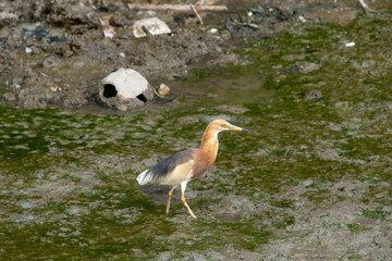 Bird in mangrove forest .
