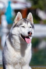 A mature Siberian husky female dog is sitting near a big pool. The background is blue. A bitch has grey and white fur and blue eyes. She looks forward.