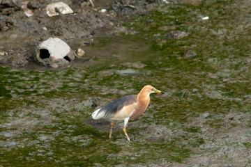 Bird in mangrove forest .