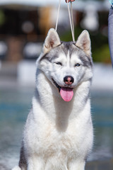 A mature Siberian husky female dog is sitting near a big pool. The background is blue. A bitch has grey and white fur and blue eyes. She looks forward.