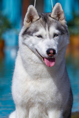 A mature Siberian husky female dog is sitting near a big pool. The background is blue. A bitch has grey and white fur and blue eyes. She looks forward.
