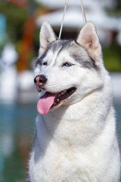 A mature Siberian husky female dog is sitting near a big pool. The background is blue. A bitch has grey and white fur and blue eyes. She looks forward.