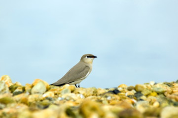 Small Pratincole