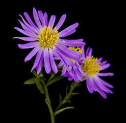 Aster flowers isolated on black background